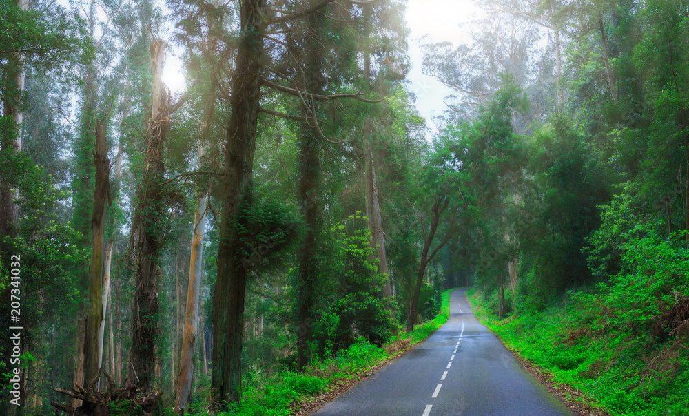 Naklejka premium Mysterious fascinating landscape. Wet, after rain, road in mountain forest. Mystic eucalyptus grove. Outskirts of Sintra, Portugal.