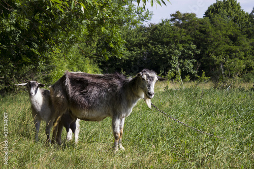 Two gray goats graze in the field on the green grass, near the forest. Mammalian animals are a mother with a child.