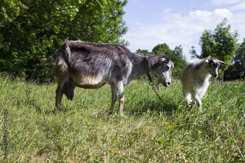 Two gray goats graze in the field on the green grass, near the forest. Mammalian animals are a mother with a child.
