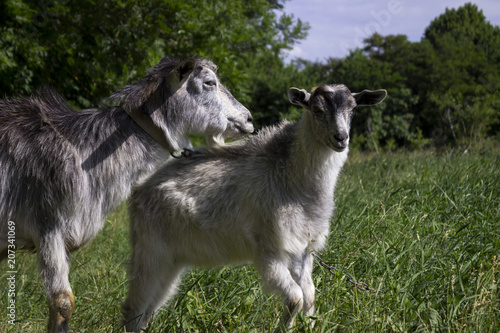 Two gray goats graze in the field on the green grass  near the forest. Mammalian animals are a mother with a child.