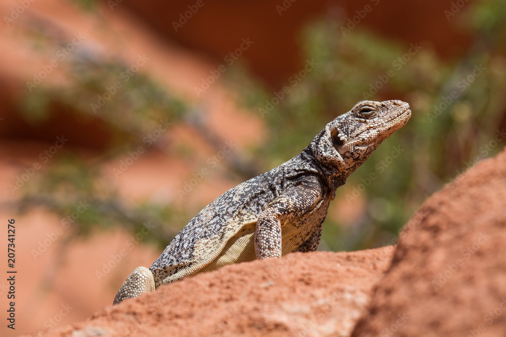 Obraz premium Chuckwalla 13