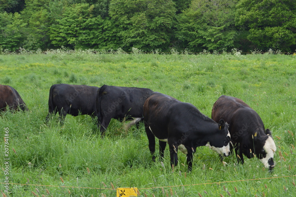 Cattle grazing at Abbotsford, home of Sir Walter Scott on banks of River Tweed, near Tweedbank Cattle grazing at Abbotsford, home of Sir Walter Scott on banks of River Tweed, near Tweedbank