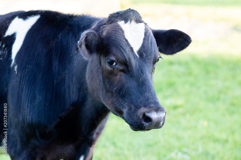 A headshot of a cow standing in a field