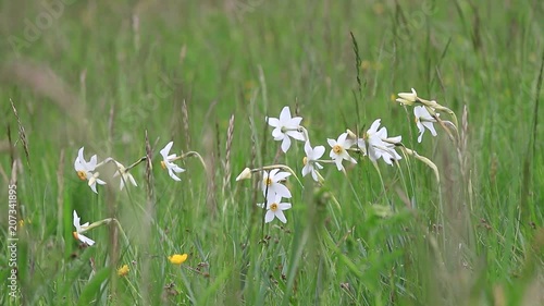 Background of poet's narcissus or nargis or findern flower or pinkster lily  in spring meadow, Narcissus poeticus 
 photo