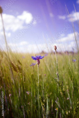 Cornflower on the fields on a blue sky background. Environmental preservation and planet care