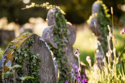 Summer plants growing on an old gravestone