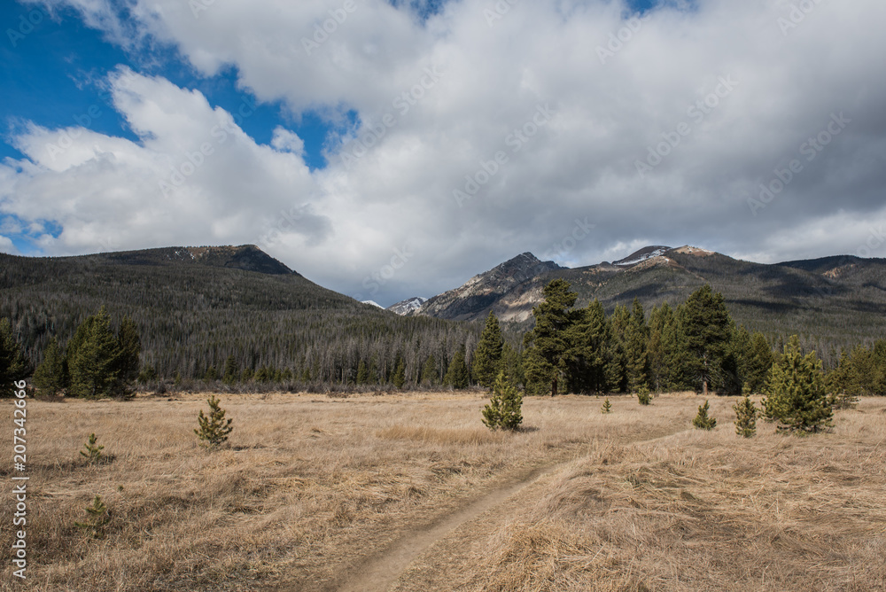 Fototapeta premium Meadow with trees and mountains in background with blue sky and white puffy clouds at Colorado Rocky Mountain National Park.