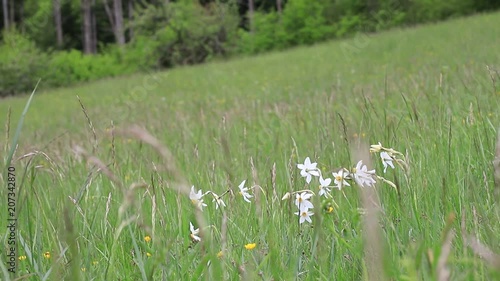 Background of poet's narcissus or nargis or findern flower or pinkster lily  in spring meadow, Narcissus poeticus 
 photo