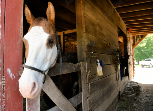 Fototapeta Naklejka Na Ścianę i Meble -  Friendly horse