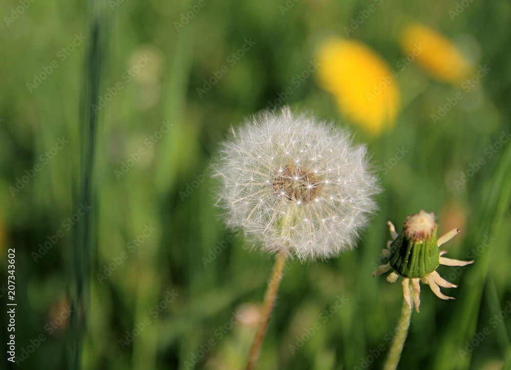 dandelion petals waiting to be delivered in the wind dandelion petals waiting to be delivered in the wind