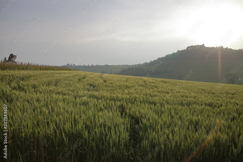 Obraz premium wheat field in May