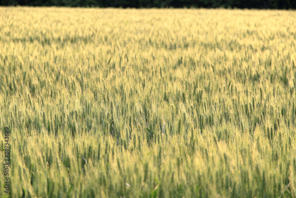 wheat field