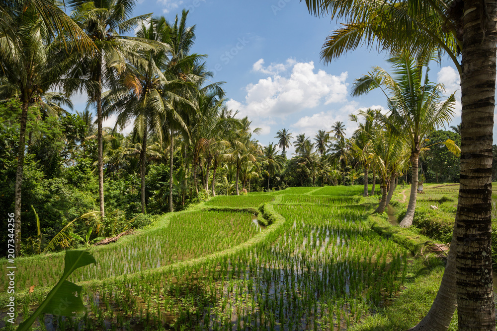 Rice paddies outside of Ubud in Bali, Indonesia Rice paddies outside of Ubud in Bali, Indonesia