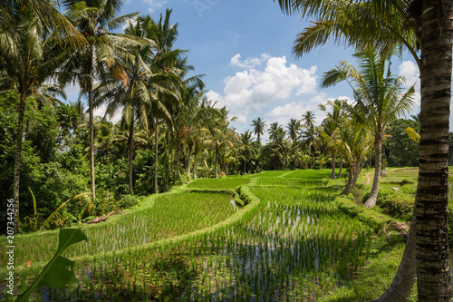 Rice paddies outside of Ubud in Bali, Indonesia