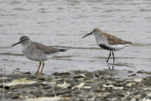 dulnin and gray-tailed tattler standing on the shallow bank of the river on a cloudy day