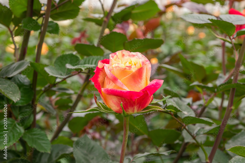 Beautiful indoor view of pink rose flower in garden greenhouse, production in Ecuador Beautiful indoor view of pink rose flower in garden greenhouse, production in Ecuador
