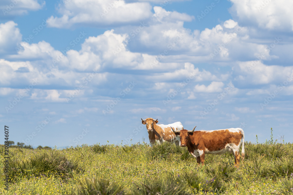 Multicolored cows with horns looking at camera on green field