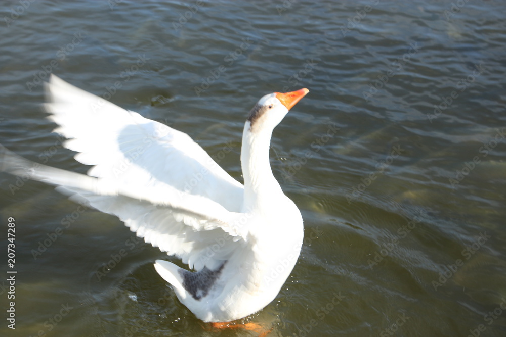 Obraz premium PatoPB43