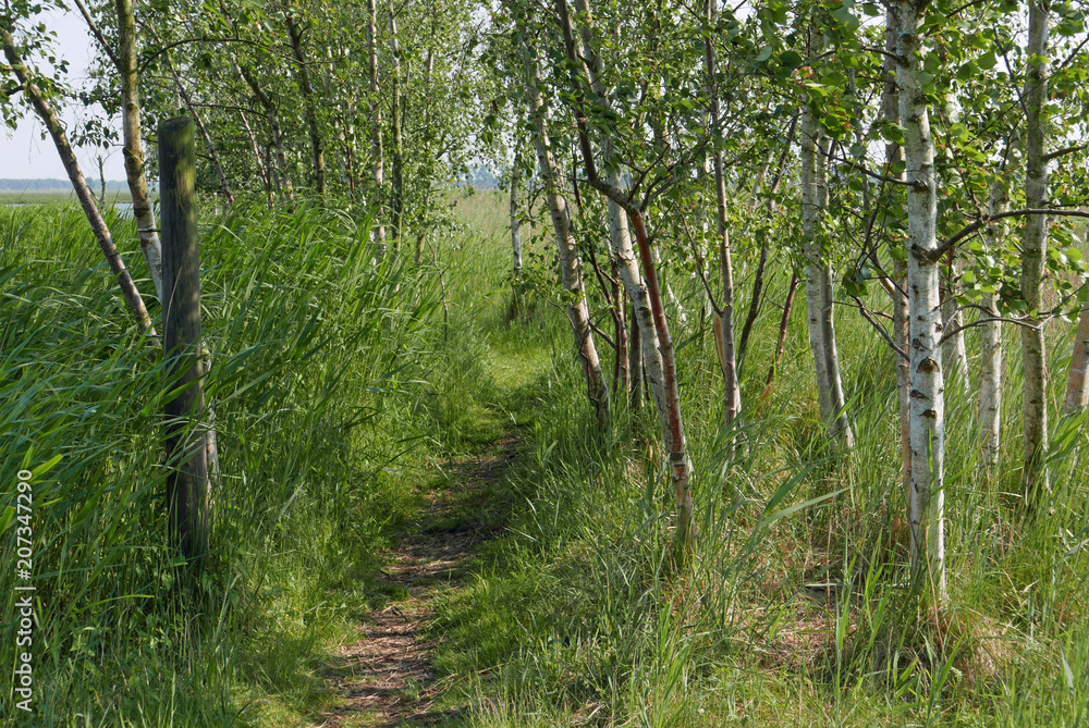 Footpath between birch trees Footpath between birch trees