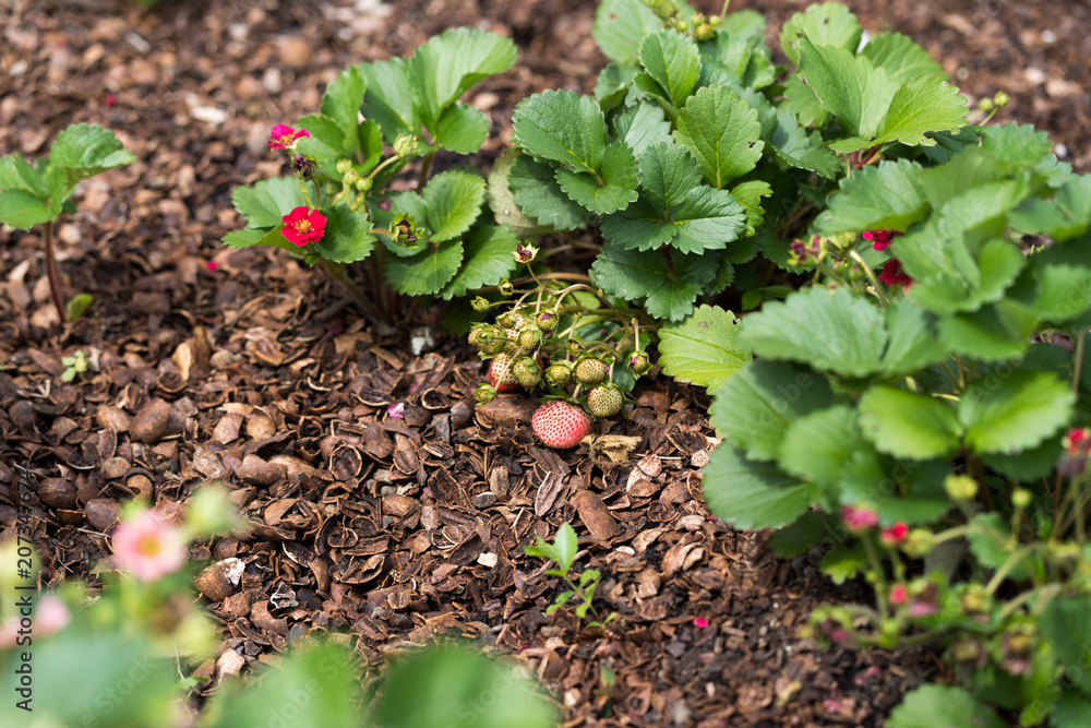 Obraz premium Ripening strawberries in the city park of Dallas on a summer day