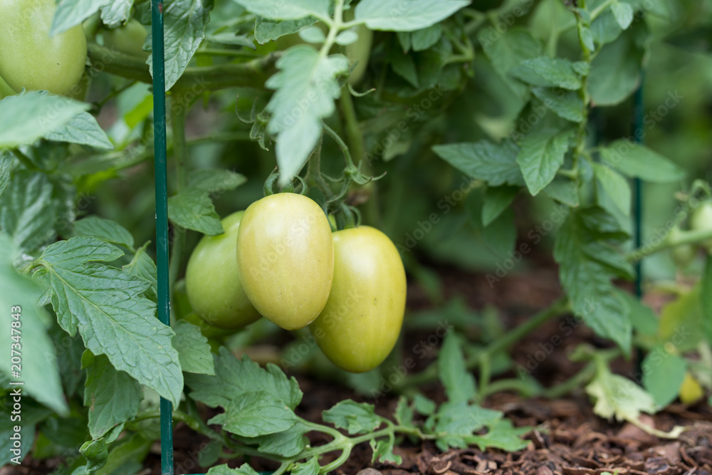Ripening tomatoes in the garden in Dallas city park on a sunny day Ripening tomatoes in the garden in Dallas city park on a sunny day