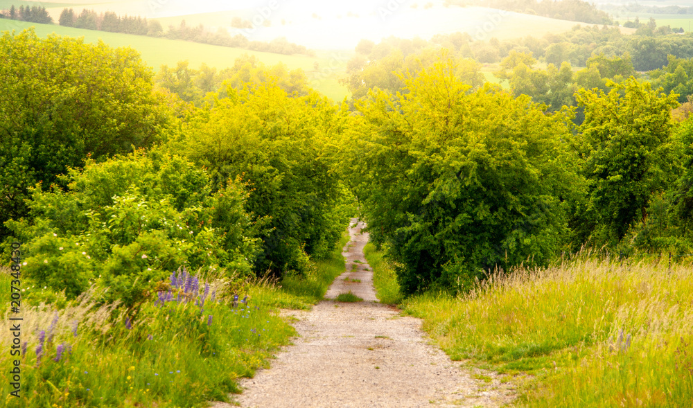 Obraz premium Rural country road in the middle of lush green bush and illuminated by sun.
