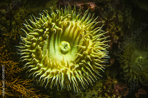 Anthopleura Anemone photo