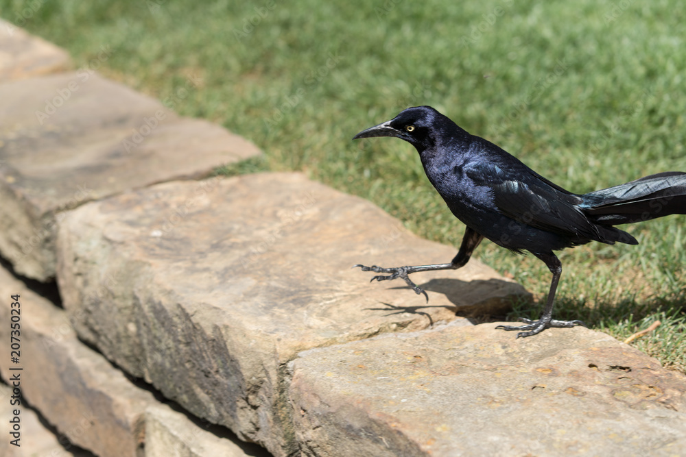Obraz premium Great-tailed Grackle in Dallas city park on a sunny afternoon
