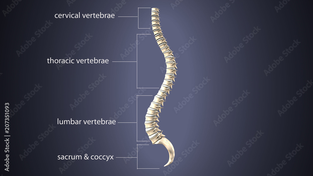 Plakat 3D illustration of Spine - Part of Human Skeleton.