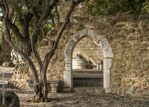 Ancient stone archway and olive tree in Lisbon  Portugal