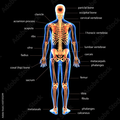 3d illustration of human skeleton anatomy 