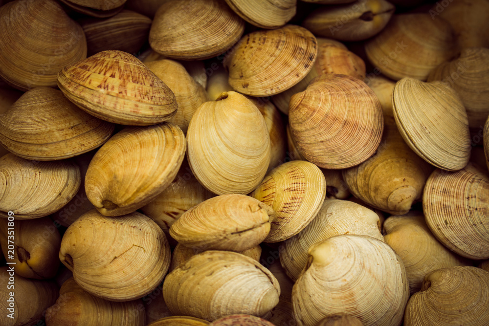 Numerosos caracoles vivos con sus conchas cerradas. Comida marina en estado fresco. Numerosos caracoles vivos con sus conchas cerradas. Comida marina en estado fresco.