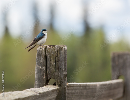 Tree Swallow on a Fence Post © Dee Carpenter