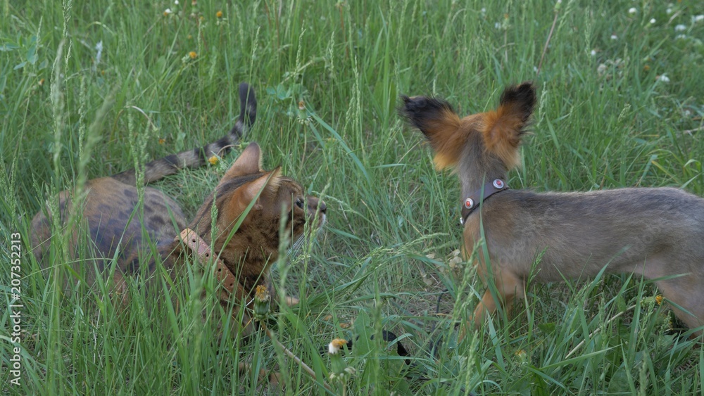 Fototapeta premium Bengal cat walks in the grass. The dog and the cat are looking away.