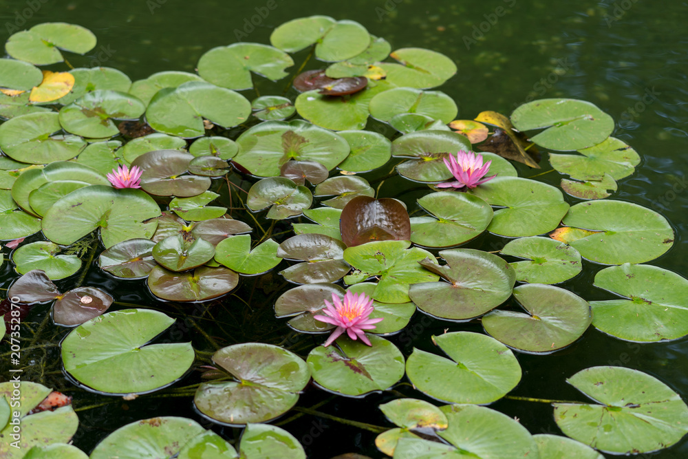 Lotus in the pond of Dallas City Park on a summer day Lotus in the pond of Dallas City Park on a summer day