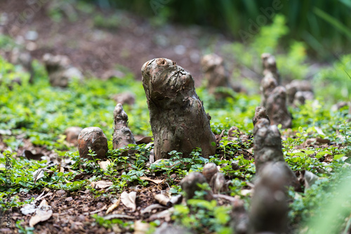 Unusual tree roots in Dallas city park on a sunny day © photocinemapro