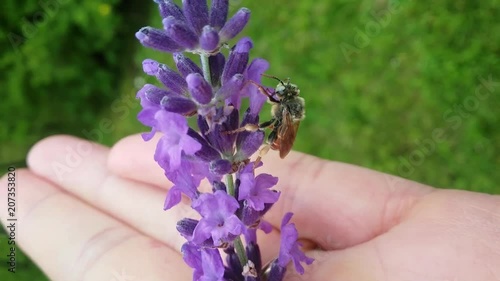 Epeoloides coecutiens on blossom of lavender in a palm. photo