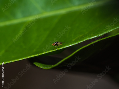 Gnat on a Leaf © Will