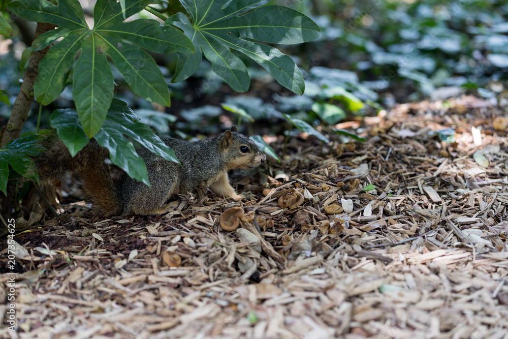 Squirrel in search of its stocks in the city park on a sunny spring day Squirrel in search of its stocks in the city park on a sunny spring day