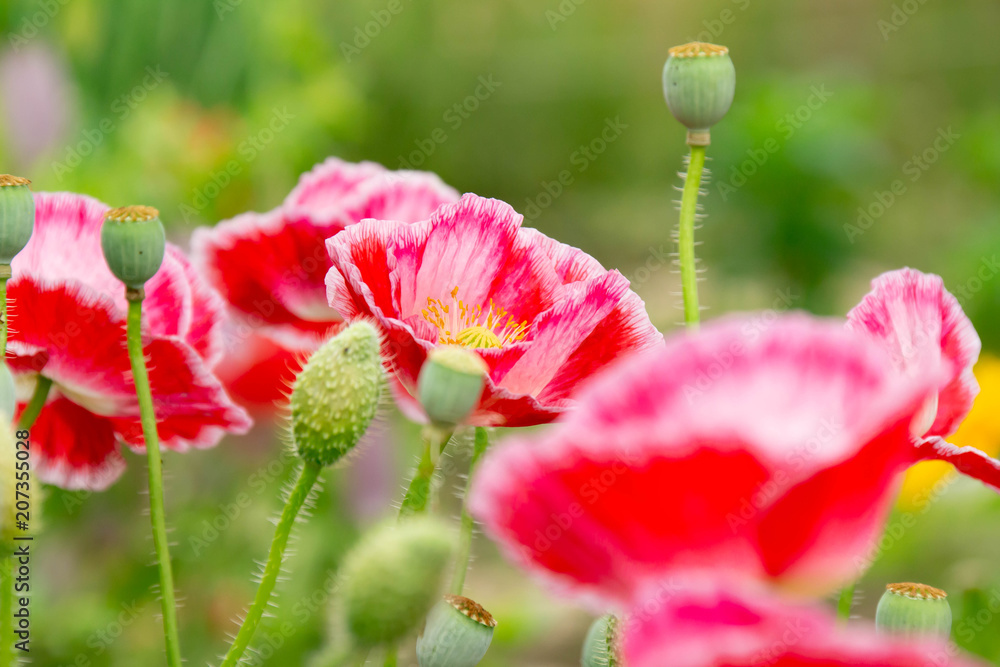 花畑の赤いポピーの花のクローズアップ Stock Photo Adobe Stock