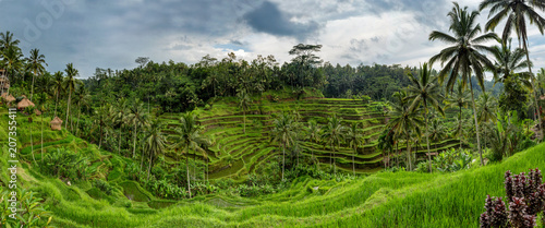 Panoramic view of Tegallalang Rice Terrace - Ubud - Bali - Indonesia photo