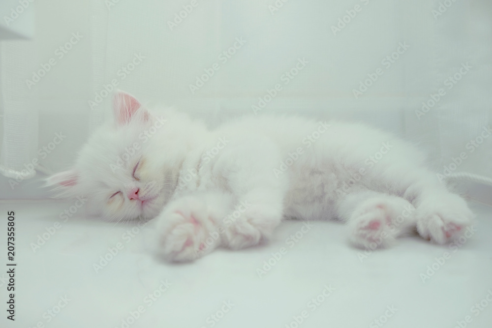 Cute White Cat Sleeping