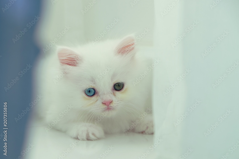 Adorable pure white with odd different blue and green eyes Persian cat sitting behind the navy blue and white curtain