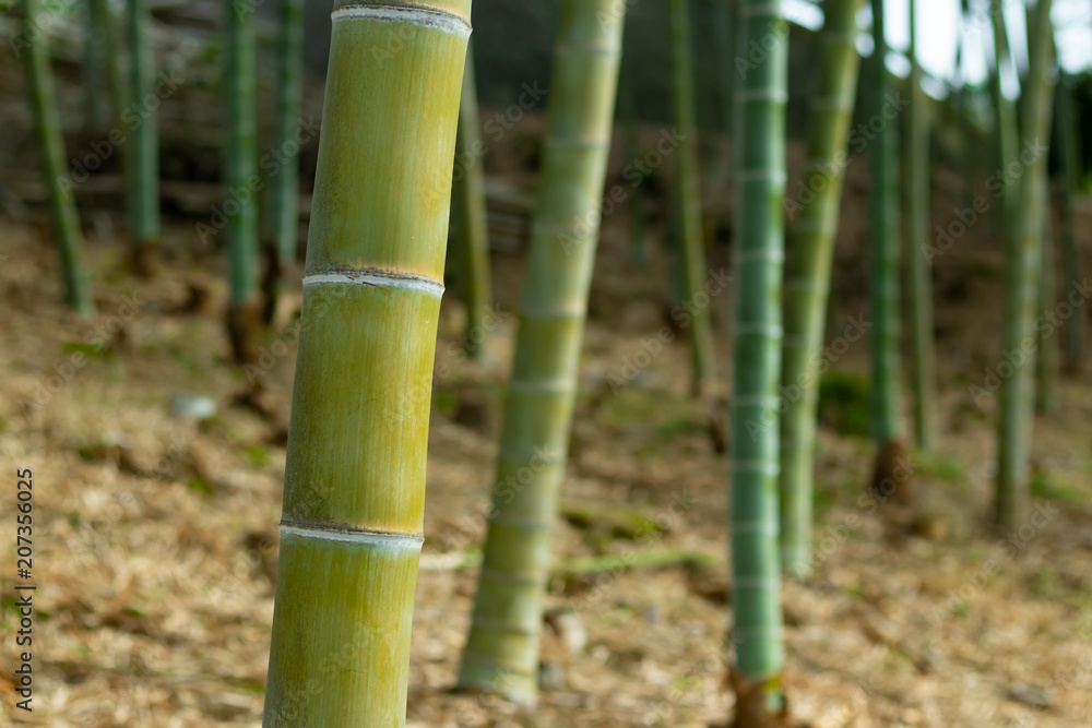 Obraz premium 涼しげな竹林