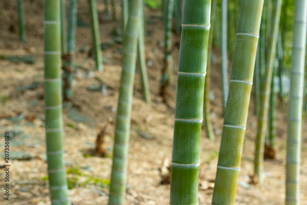 Obraz premium 涼しげな竹林