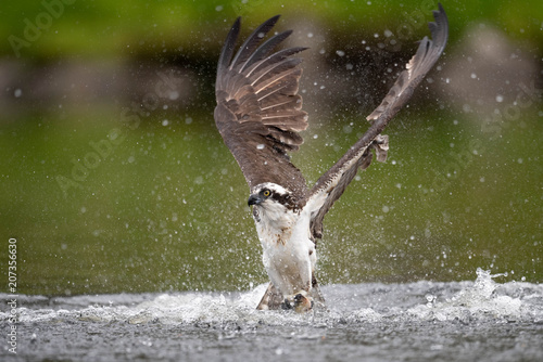 Osprey Fishing 