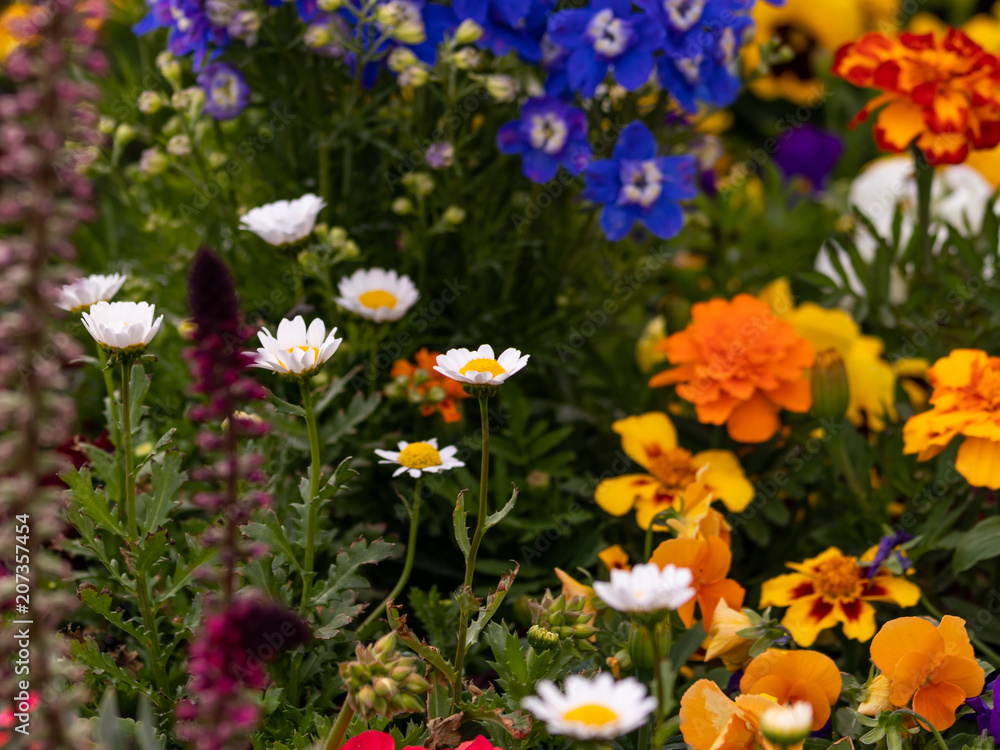  Assorted Flowers 