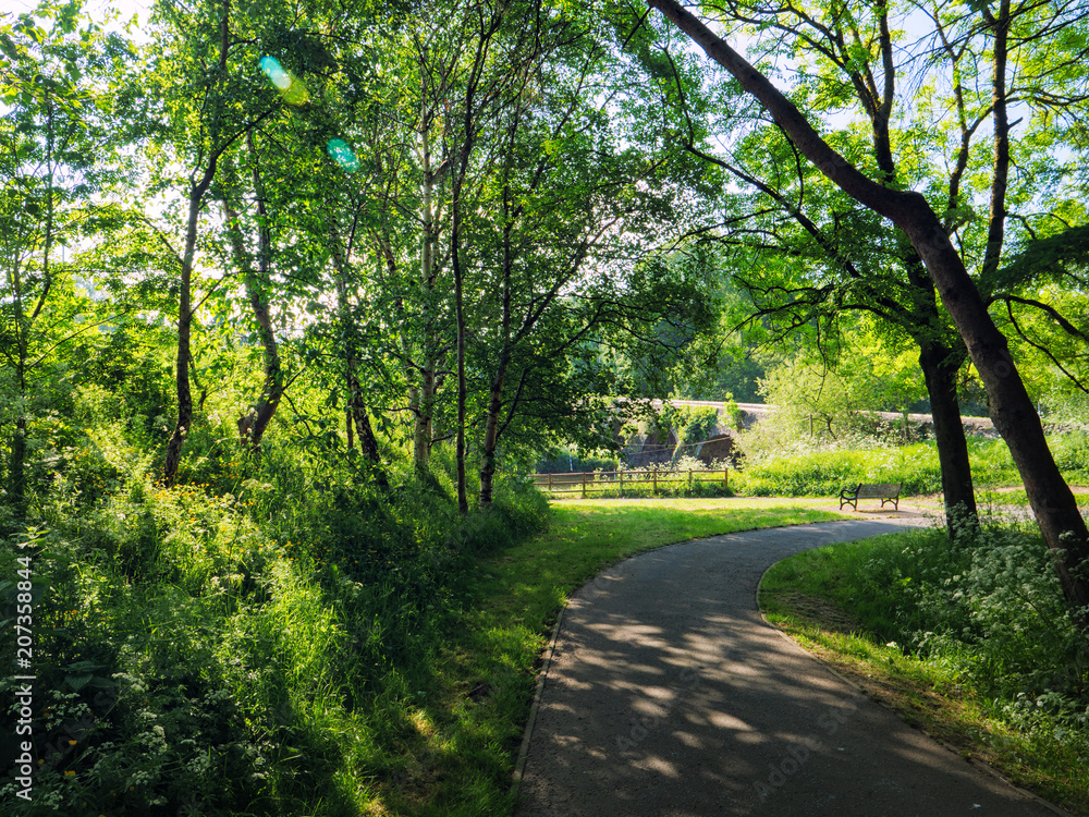 Naklejka premium Sunny spring forest,Northern Ireland