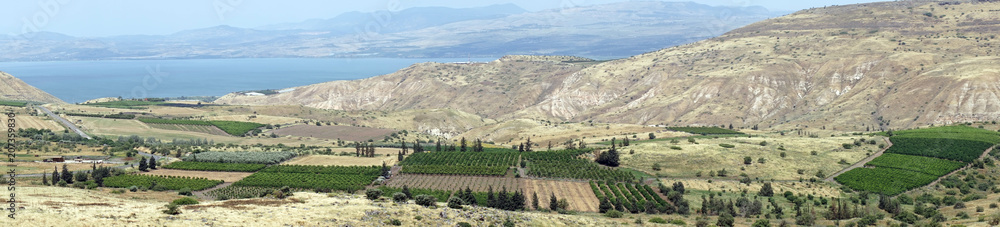 Vineyard and lake