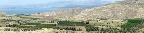 Vineyard and lake